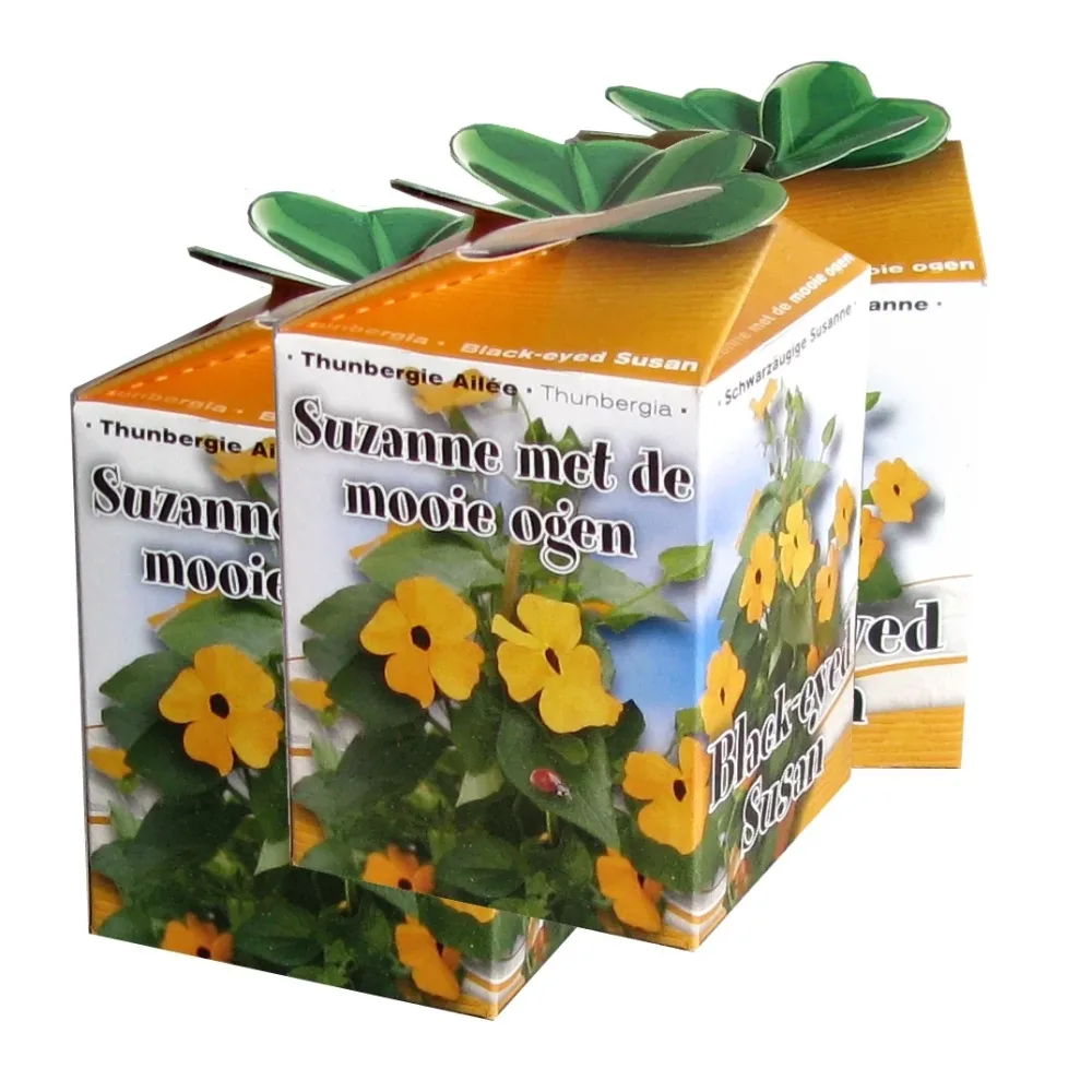 Kit Suzanne aux yeux noirs Thunbergia alata