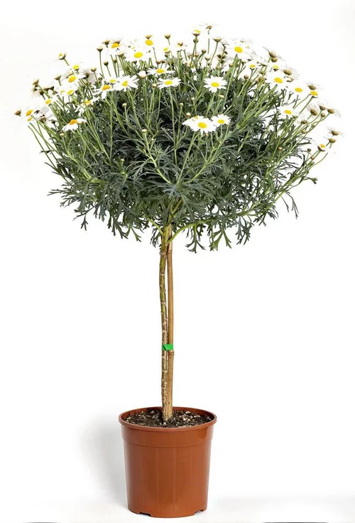 Anthemis Tige. Le pot de 15 cm