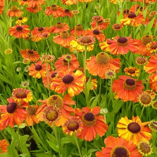 Hélénie Sahin's Early Flowerer Helenium Sahin's Early Flowered