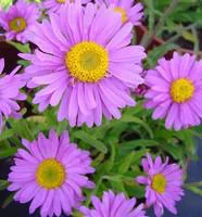 Aster Dumosus - Le pot de 2 litres