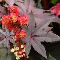 Ricin pourpre - Le pot de 2,5 litres