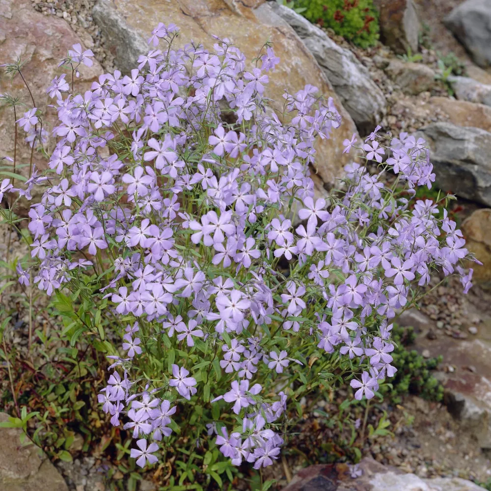 Phlox rampant Blue Ridge Phlox stolonifera Blue Ridge