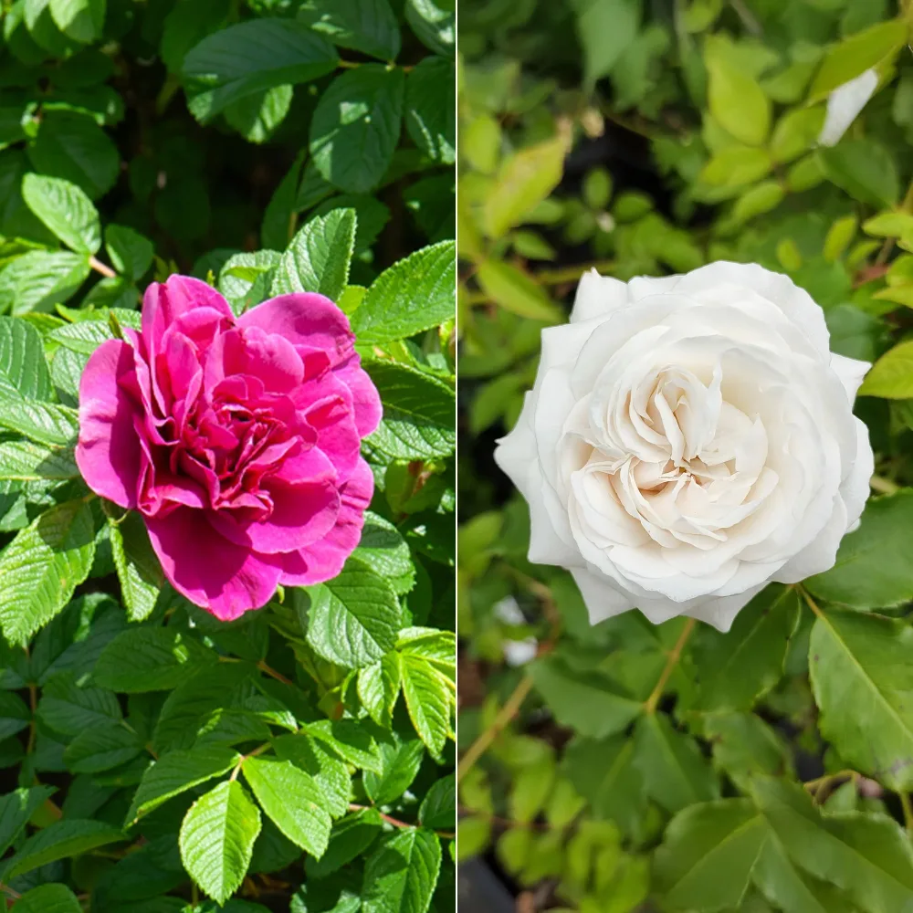 Collection de 2 Rosiers botaniques Rosa rugosa hansa , boule de neige