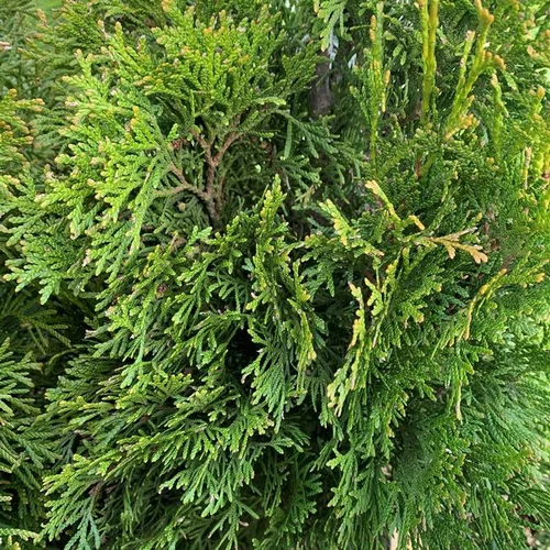 Thuya Occidentalis Smaragd ou Emeraude 60/80. Le pot de 4 litres