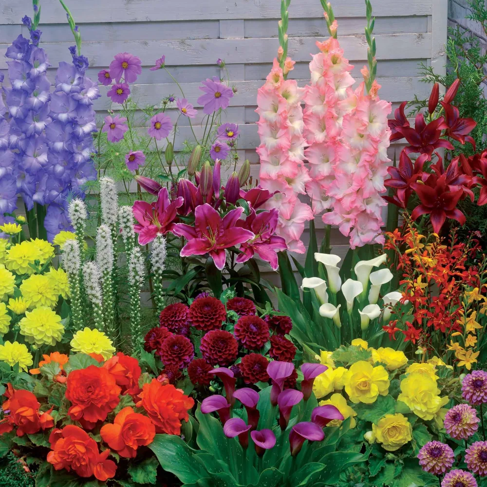 35 Bulbes d'été colorés en mélange - 1,5 m² Gladiolus, Lilium, Crocosmia, Begonia, Zantedescia, Liatris, Dahlia