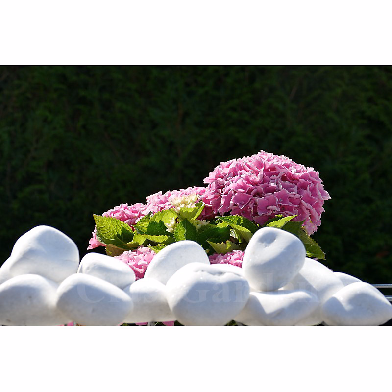 ClassGarden – Galet Blanc Brillant 60 | 100