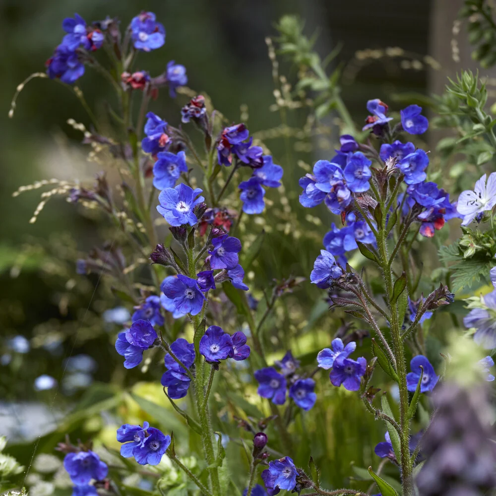 Buglosse Loddon Royalist Anchusa azurea Loddon Royalist