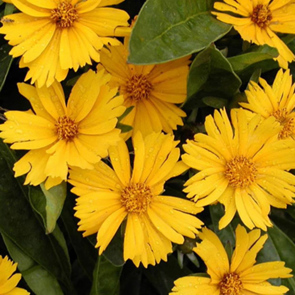 Coreopsis lancéolée Goldfink Coreopsis lanceolata goldfink