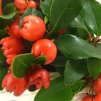 Gaulthéria à baies rouges - Le pot de 2 litres