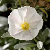 Convolvulus Cneorum - Le pot de 4 litres