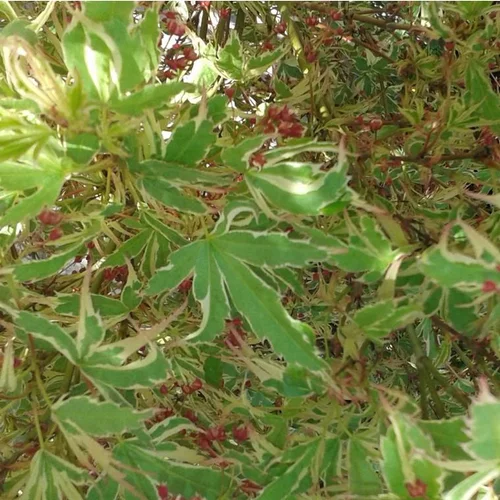 Érable du Japon Butterfly vert marginé crème. Le pot de 5 litres