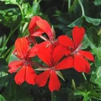 Géranium lierre à fleurs simples - Le pot de 10.5 cm