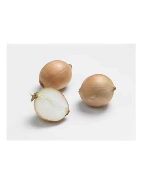Oignon Sturon AB bio calibre 10/21 botanic® bulbes à planter - Le filet de 250 g