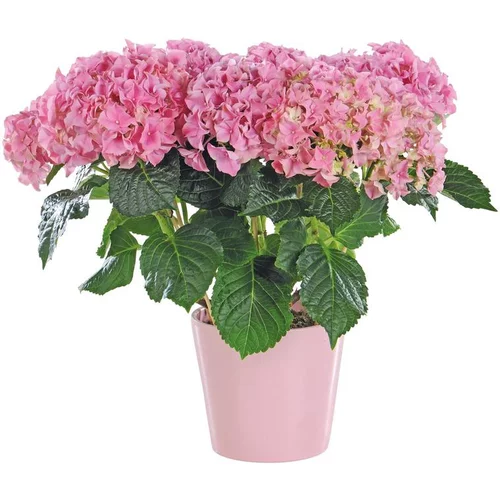 Hortensia avec son cache-pot coloris au choix H 35/40 x Ø 14 cm