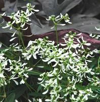 Euphorbe Diamond Frost - Le pot de 1 litre