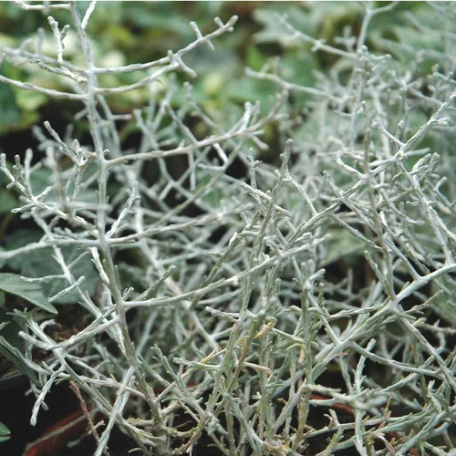 Calocéphale ou Calocéphalus Brownii gris argenté - Le pot de 0,5 litre