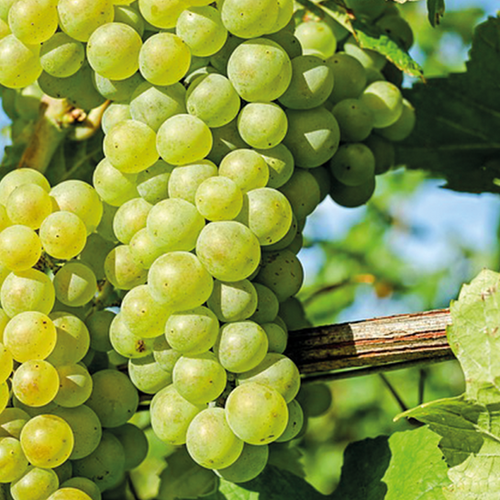 VIGNE DE TABLE SOPHIE - POT 3L
