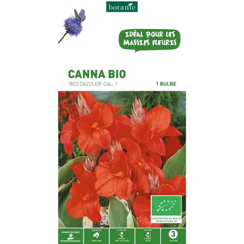 Canna Red Dazzler bio rouge botanic® - 1 bulbe