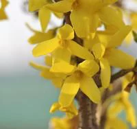 Forsythia Intermedia Lynwood Gold extra – Pot de 7L