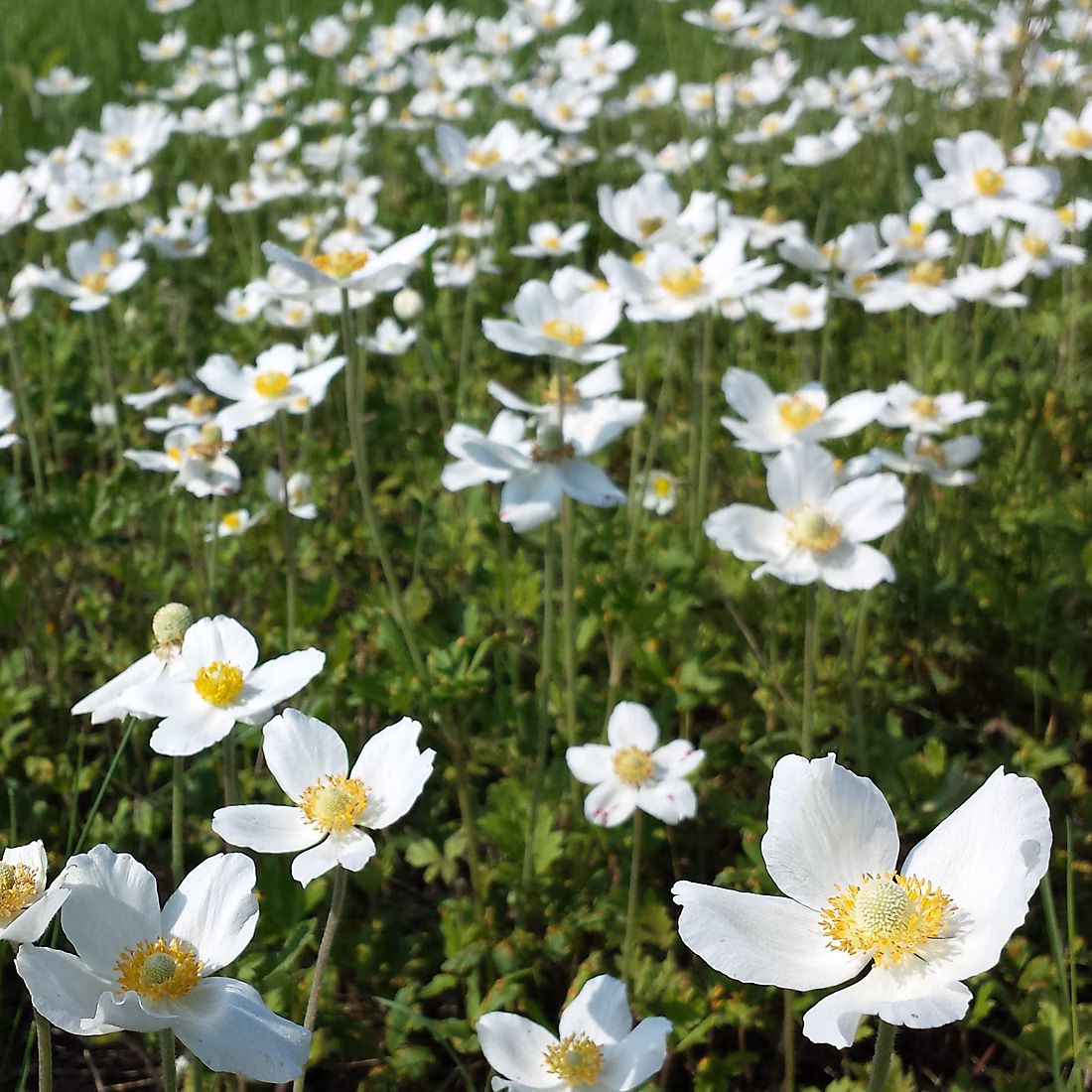 6 x Anémone des bois – Anemone sylvestris | godet 9cm x 9cm