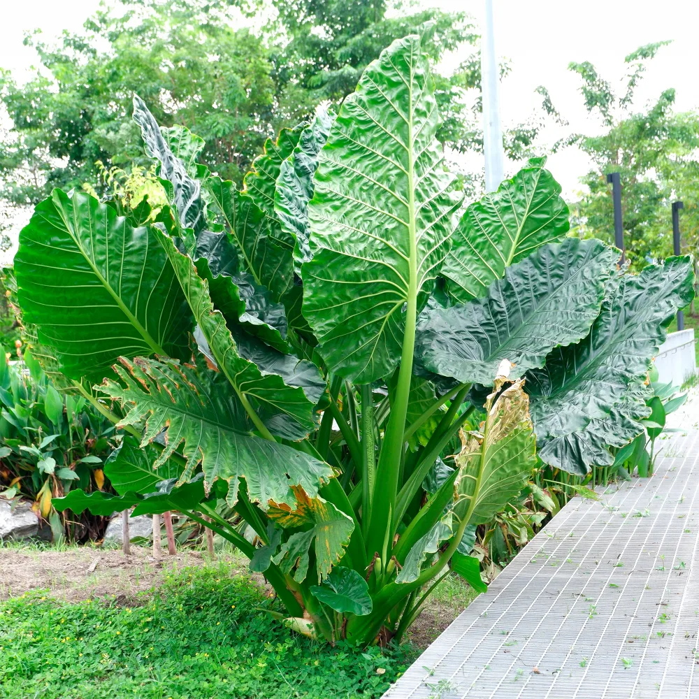 Alocasia Macrorrhiza Alocasia Macrorrhiza