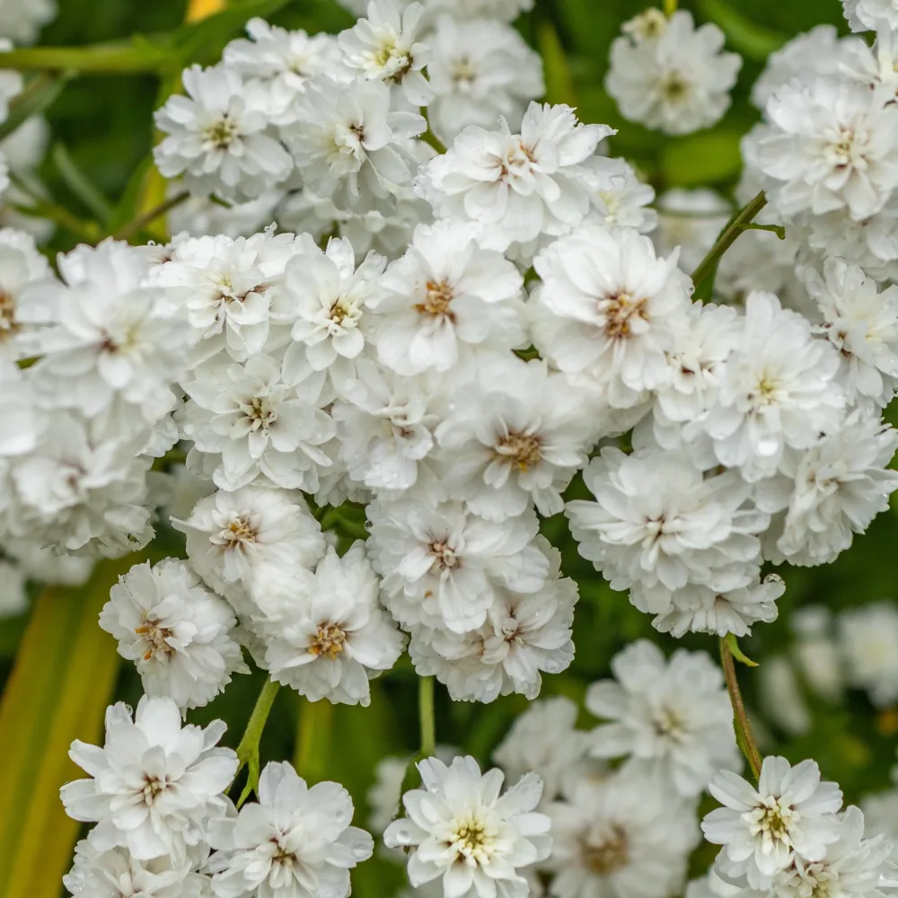 3 Achillées Diadem Achillea ptarmica diadem