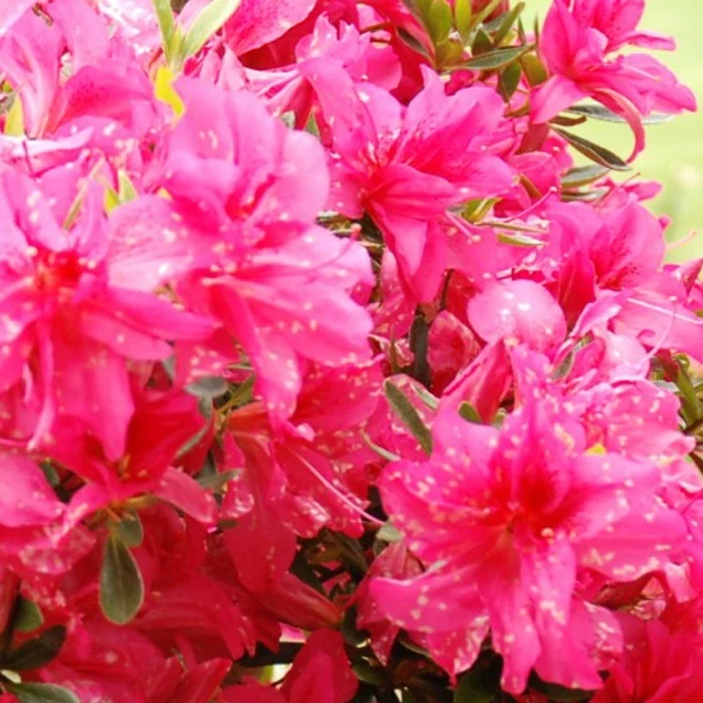 Azalée du Japon Rosa King Azalea japonica rosa king
