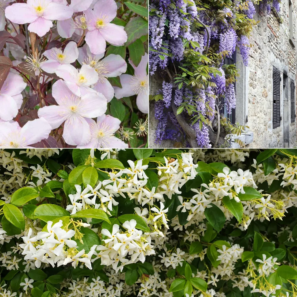 Collection de 3 plantes grimpantes à floraisons abondantes Clematis montana Mayleen , Trachelospermum jasminoides, Wisteria frutescens Amethyst Falls