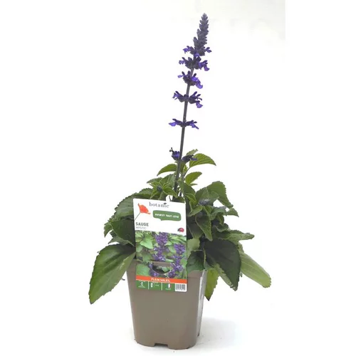 Sauge Mystic bleue - Le pot de 12 x 12 cm