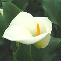 Arum blanc à grandes fleurs - Le pot de 2 litres