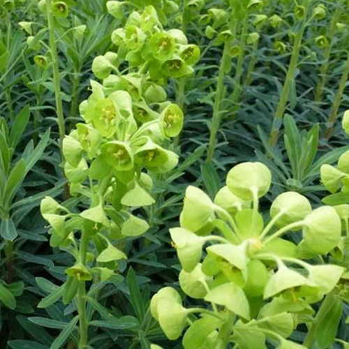 Euphorbe des garrigues Euphorbia characias