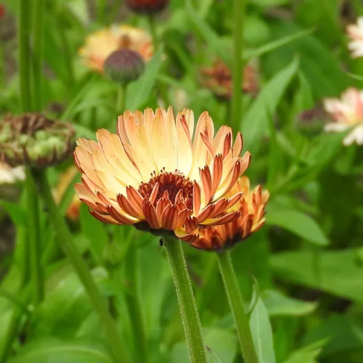 Bio zaden van Goudsbloemen Touch of Red Buff