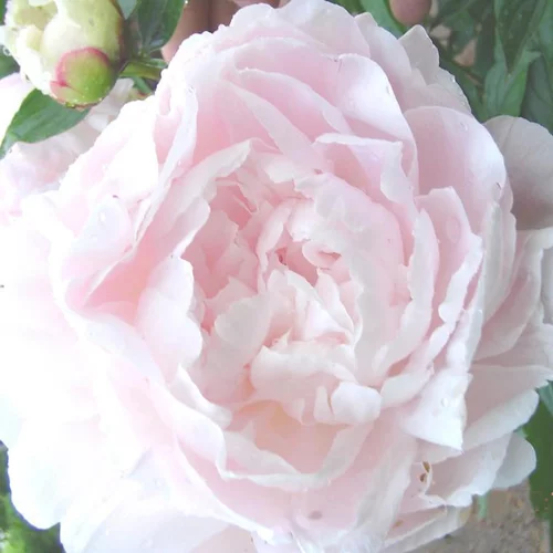 Pivoine Herbacee Shirley Temple - Le pot de 5 litres