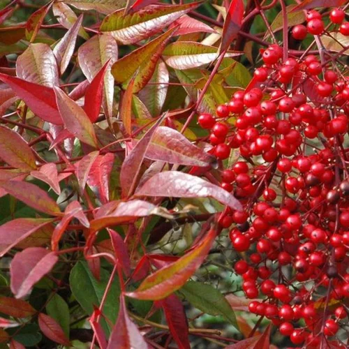 Nandina Domestica rouge en pot de 5 L