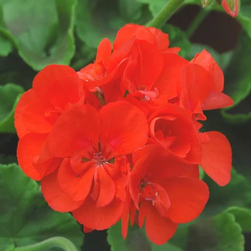 Geranium Zonal Label rouge - Le pot de 3 litres