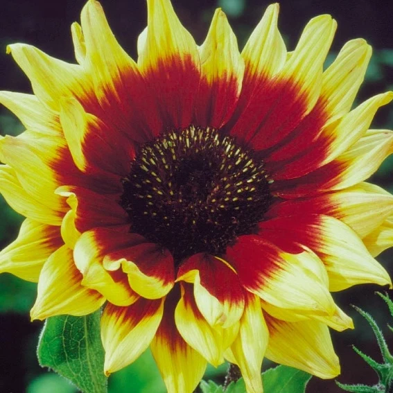 Soleil - Tournesol à fleur simple Magic Roundabout mix F1 Helianthus annuus