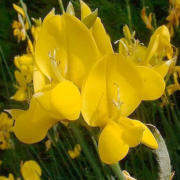 2 x Sparte | Spartium junceum – 40 – 60 cm pot