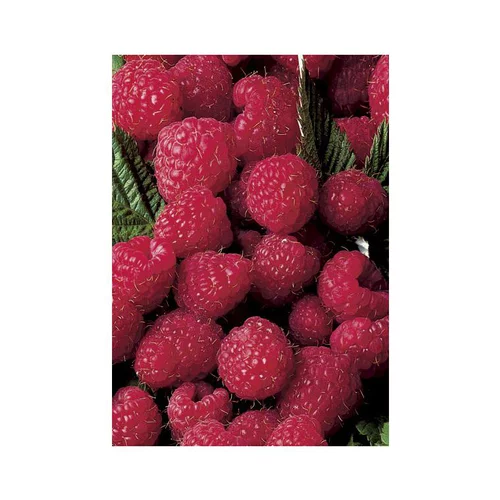 Framboisier Magnific Delbard®. Le pot de 5 litres