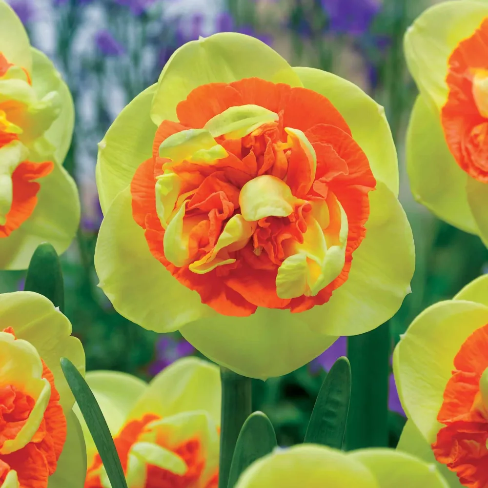 3 Narcisses Kiwi Sunset Narcissus kiwi sunset