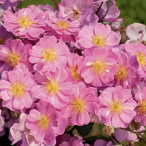 Rosier LAVENDER DREAM® ‘Interlav’ violet. Le pot de 3L