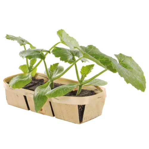 Courgette Tempra Verte Bio. La barquette de 3 plants