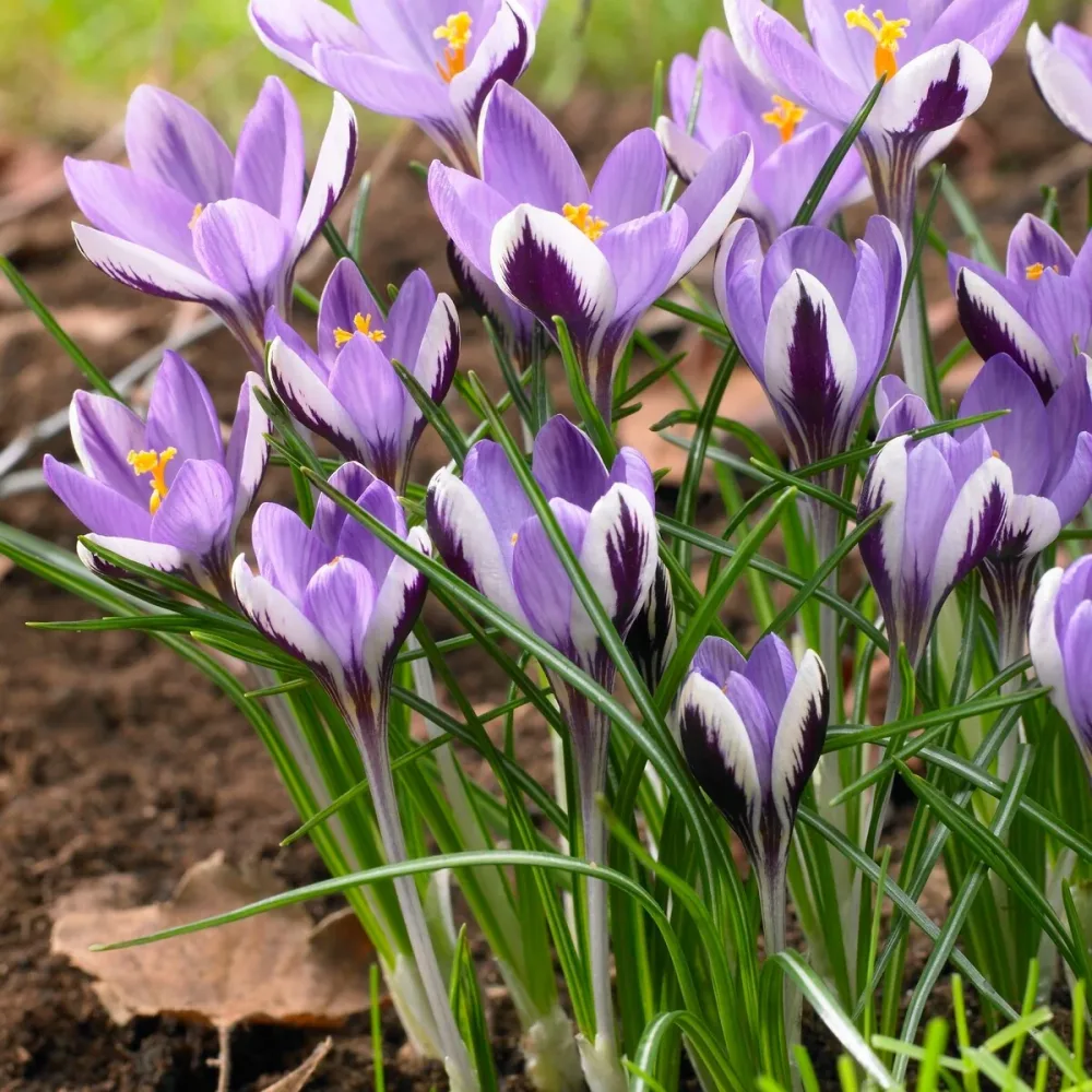 10 Crocus Spring Beauty Crocus 'spring beauty'