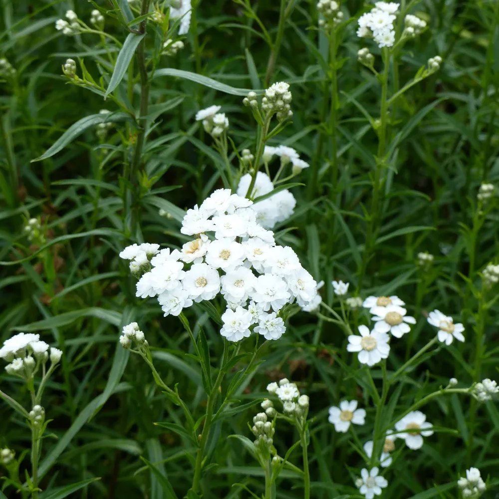Achillea ptarmica The Pearl Achillea ptarmica 'The Pearl'