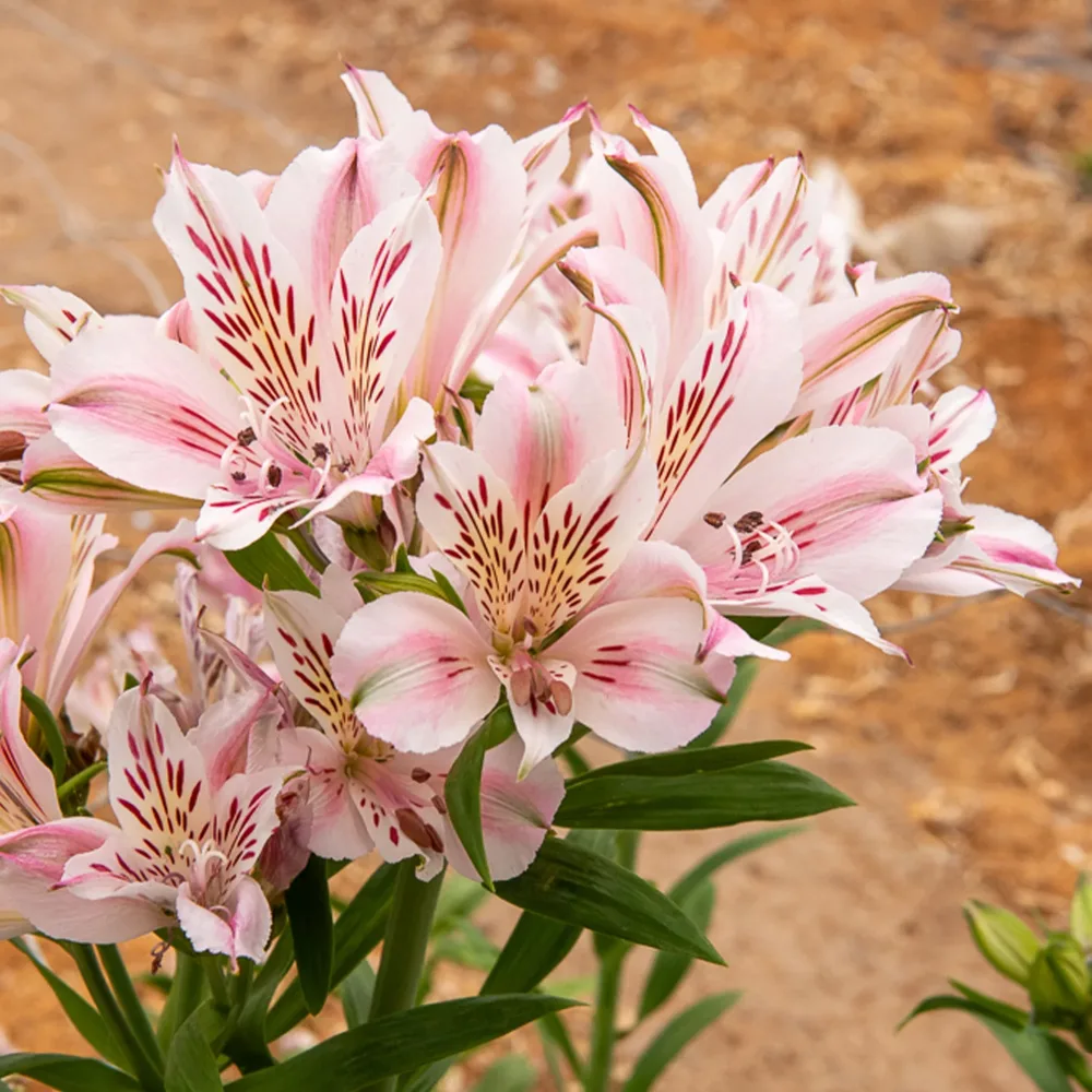 Lys des Incas - Alstroémère Duchesse d'Anjou Béatrice Alstroemeria Duchesse d'Anjou Béatrice