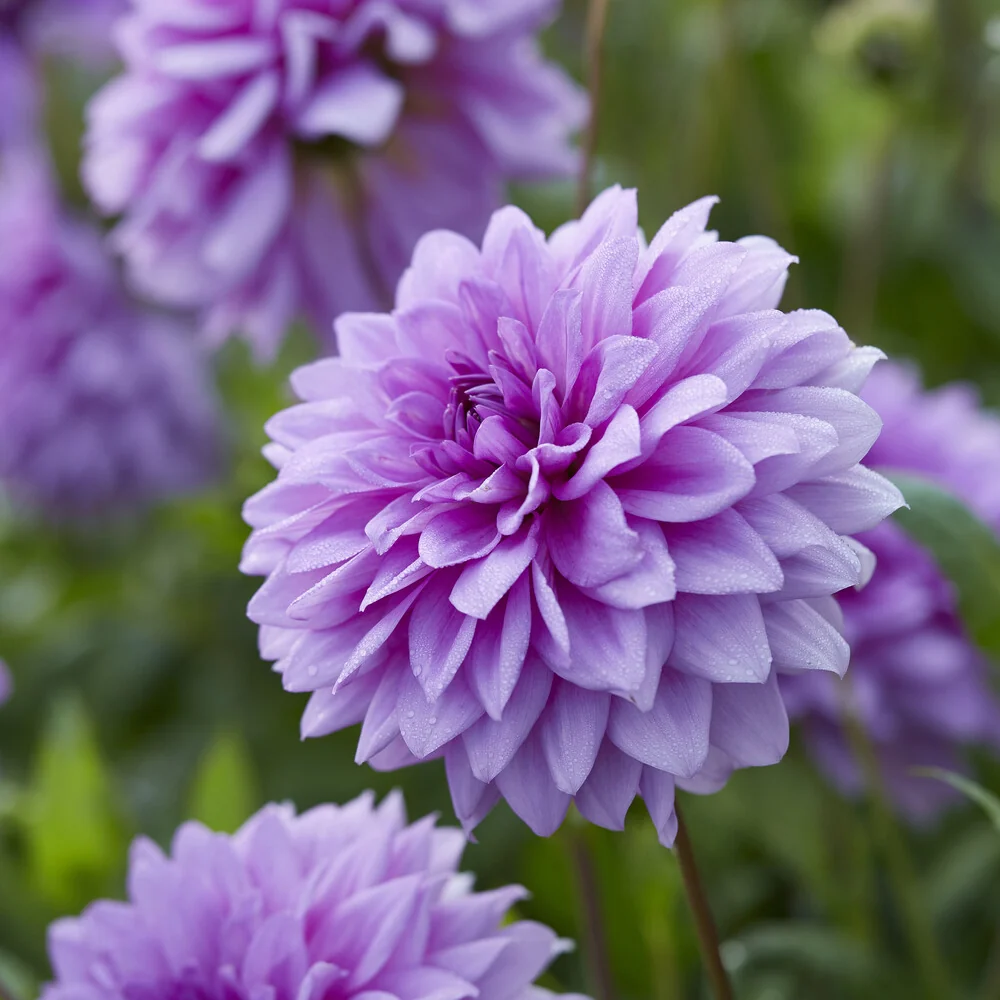 3 Dahlias décoratifs Blue Boy Dahlia Blue Boy