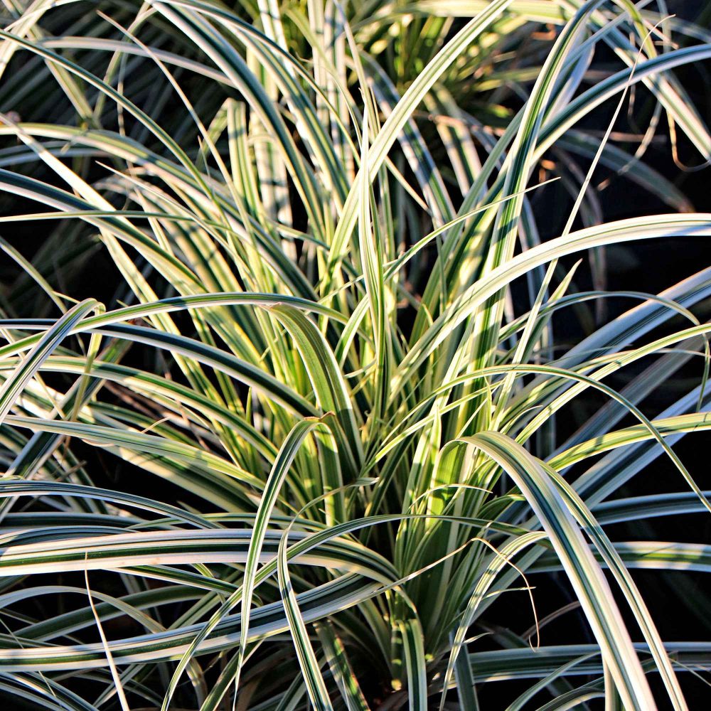 Laîche d'Oshima Everest - Carex Everest Carex oshimensis fiwhite everest ( evercolor® seri