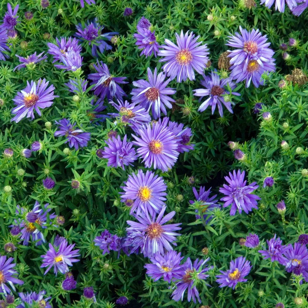 Aster nain d'automne Augenweide Aster dumosus Augenweide