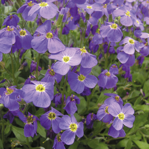 AUBRIÈTE - POT 1L