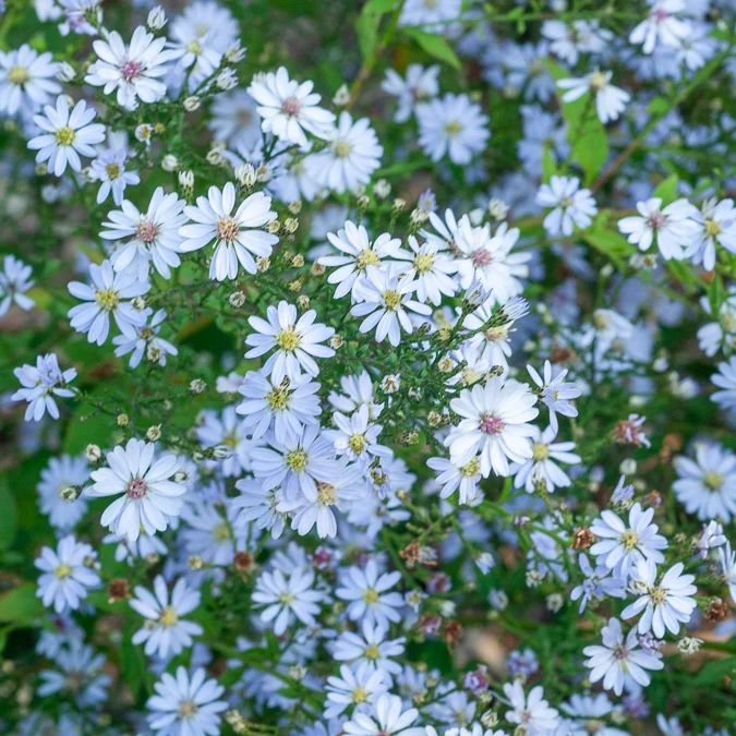 Aster à feuilles en cœur Ideal Aster cordifolius Ideal