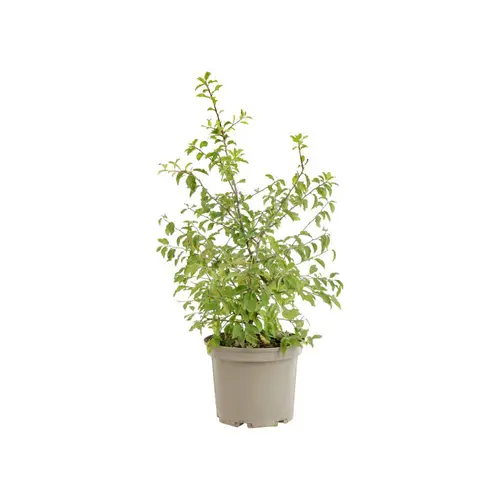 Prunus spinosa coloris vert – 3 L